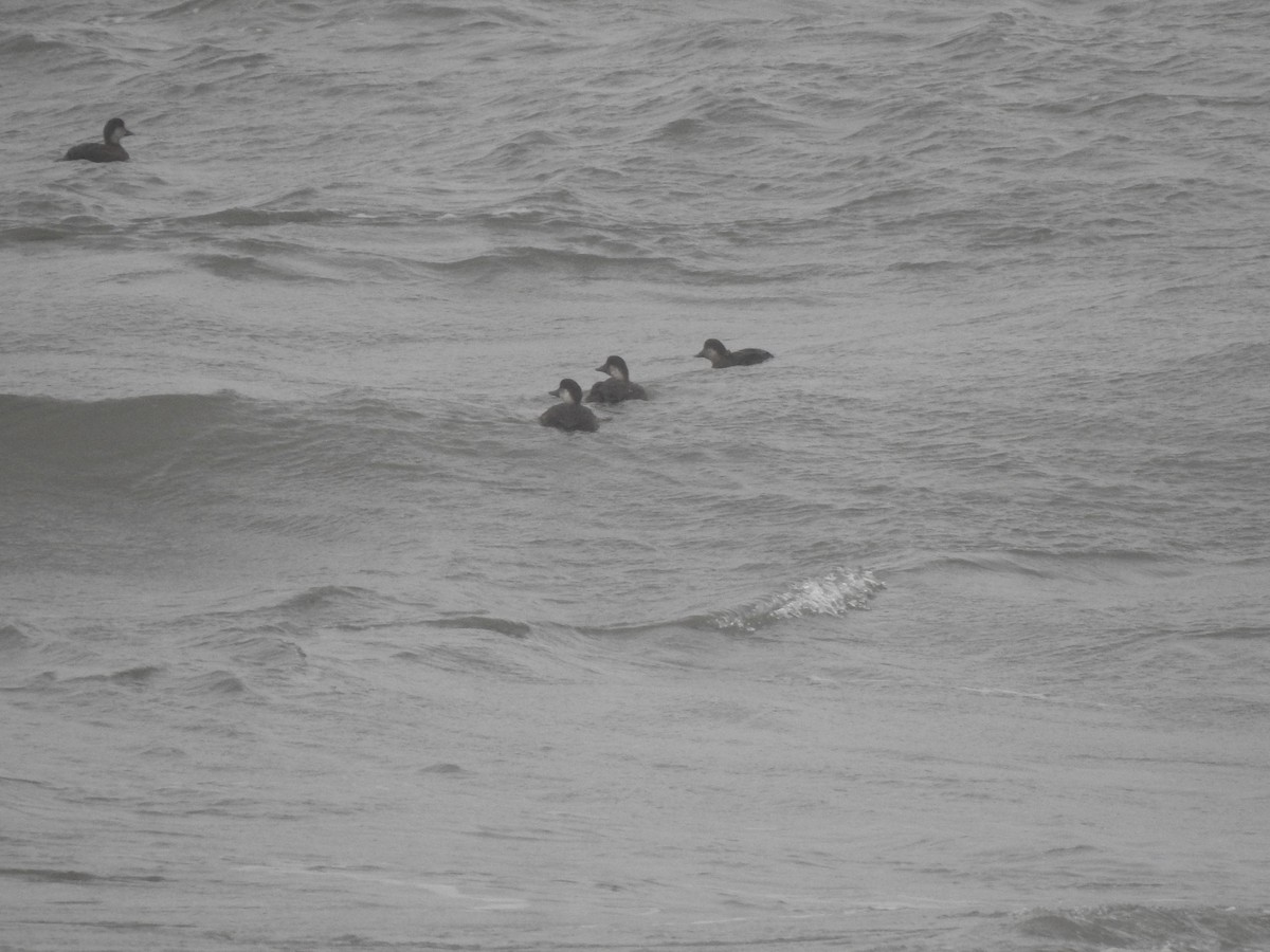 ヨーロッパクロガモ - ML646698170