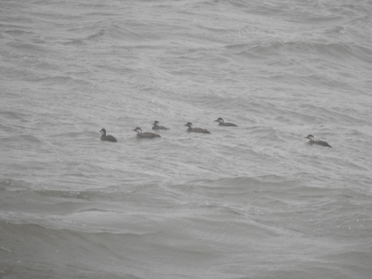 Common Scoter - ML646698171