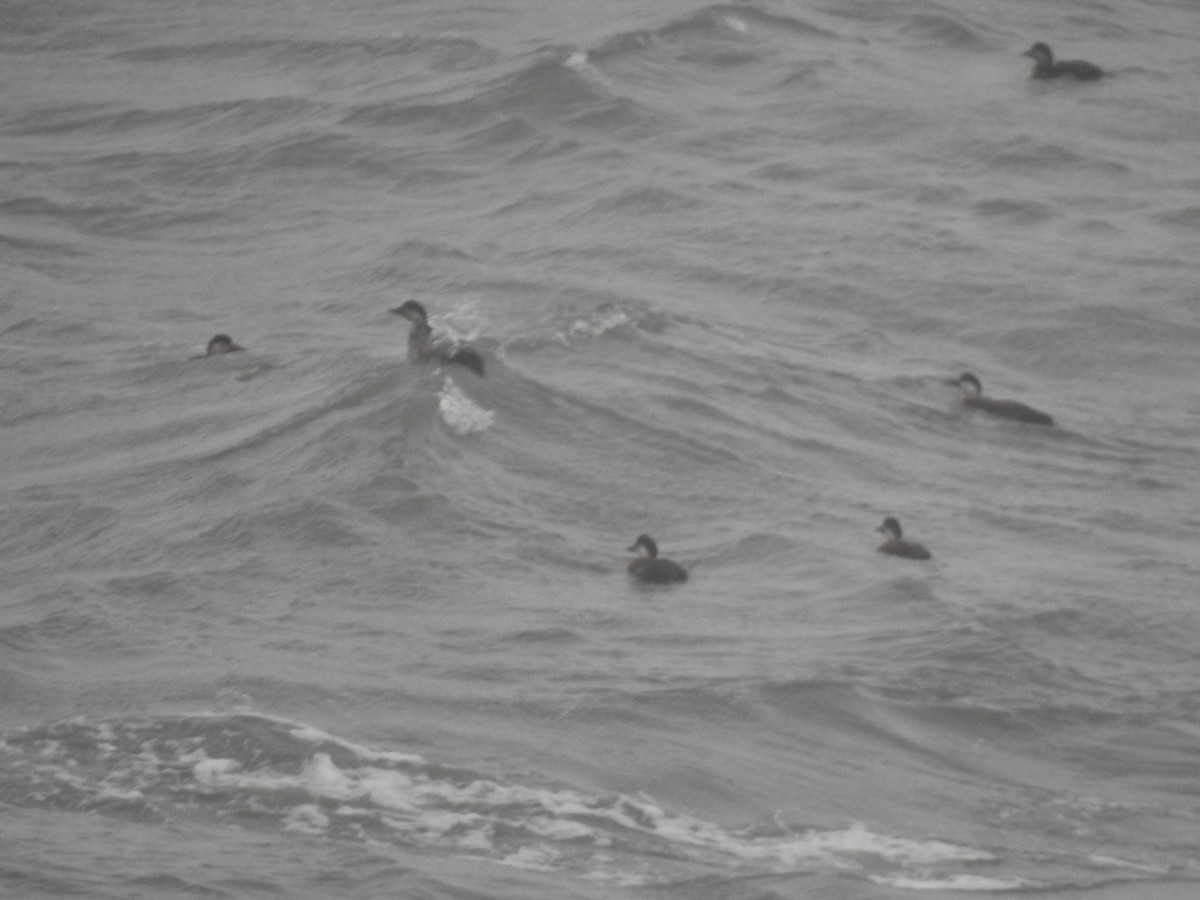 Common Scoter - ML646698173