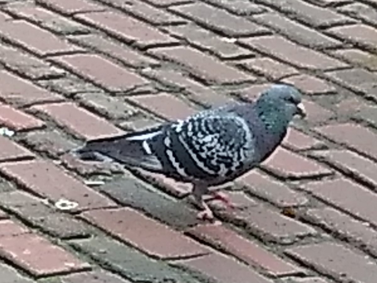 Rock Pigeon (Feral Pigeon) - ML646698174