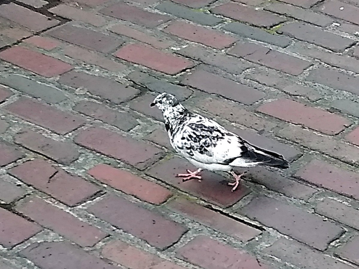 Rock Pigeon (Feral Pigeon) - ML646698175