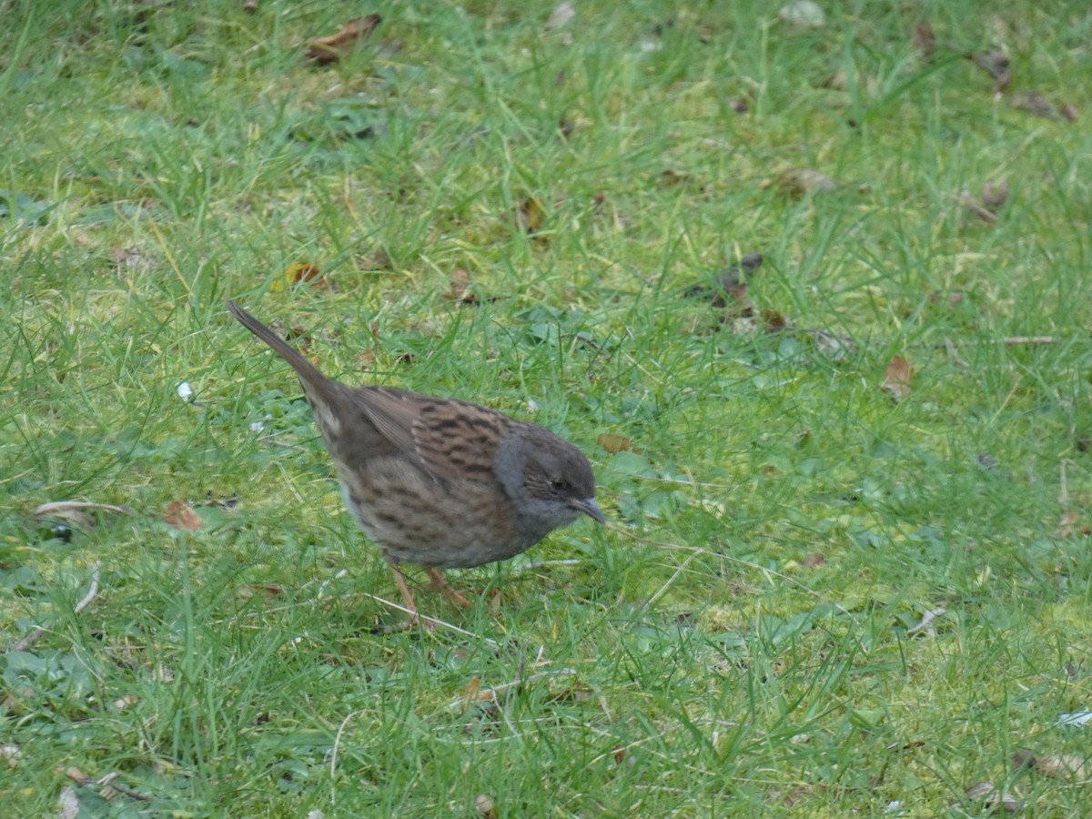 Dunnock - ML646698176