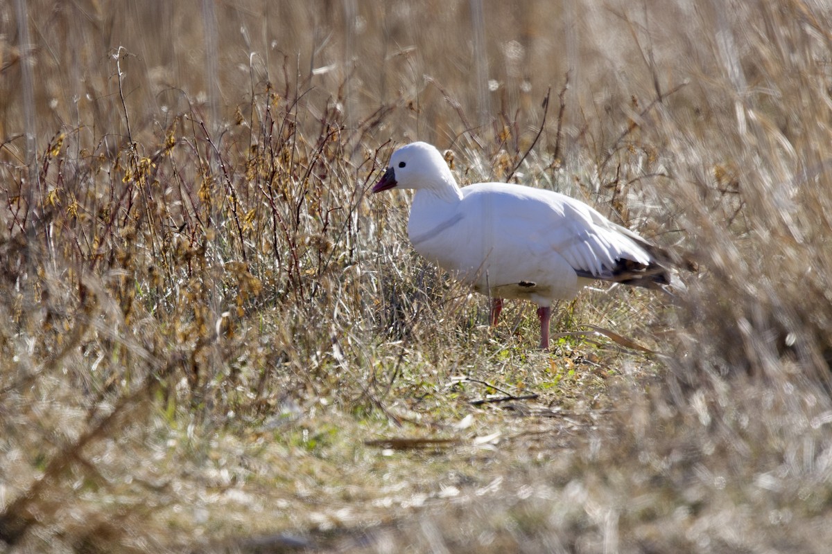 Ross's Goose - ML646698178