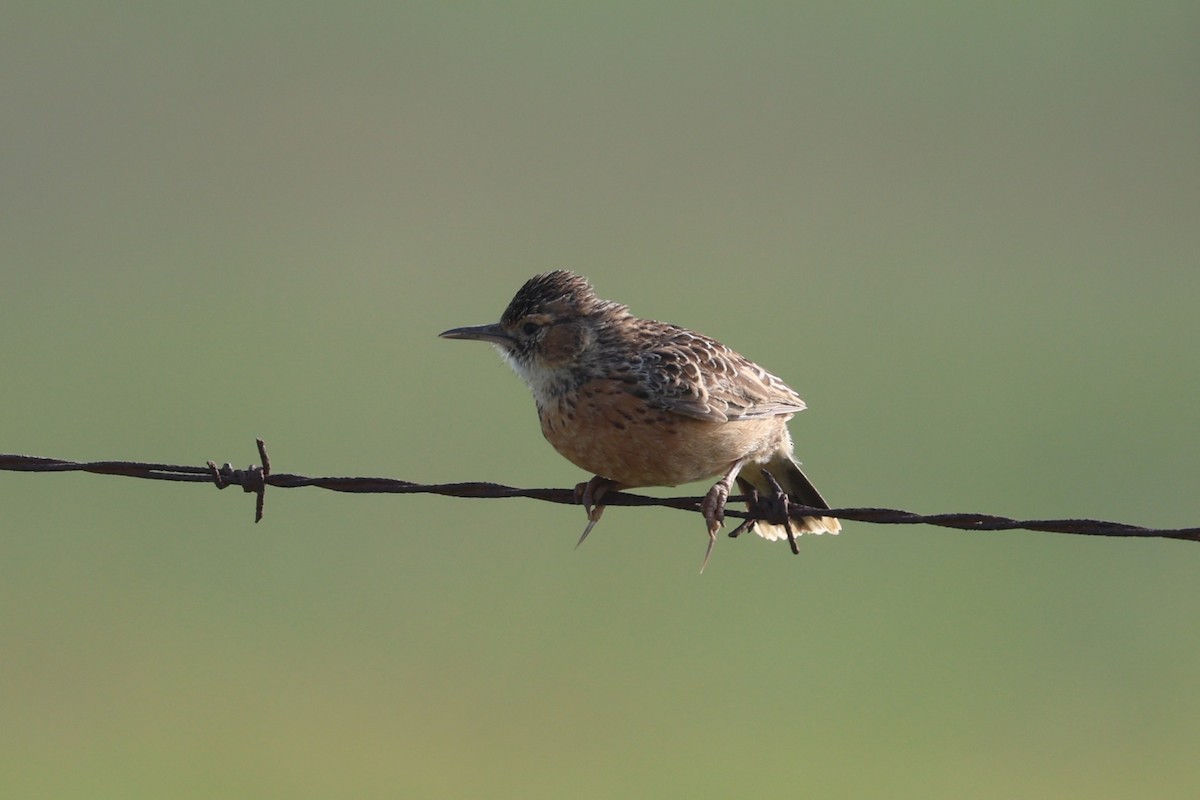 Spike-heeled Lark - ML646698183