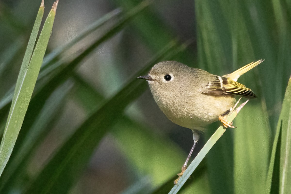 Erregetxo mottogorria - ML646698184