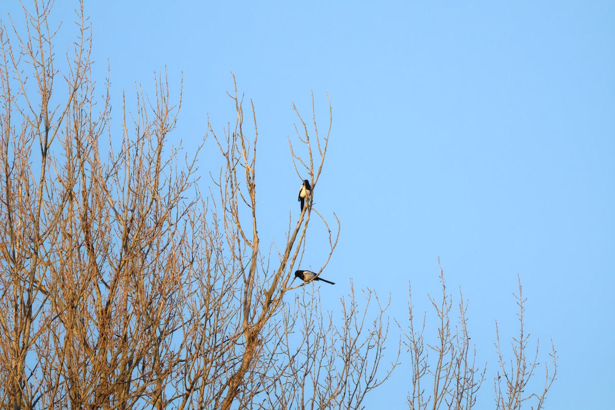 Eurasian Magpie - ML646698186