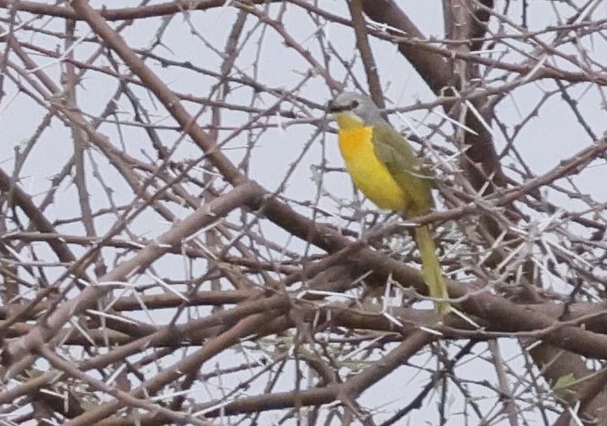 Sulphur-breasted Bushshrike - ML646698188