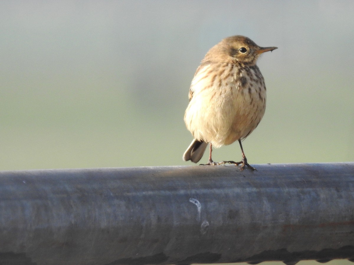American Pipit - ML646698191