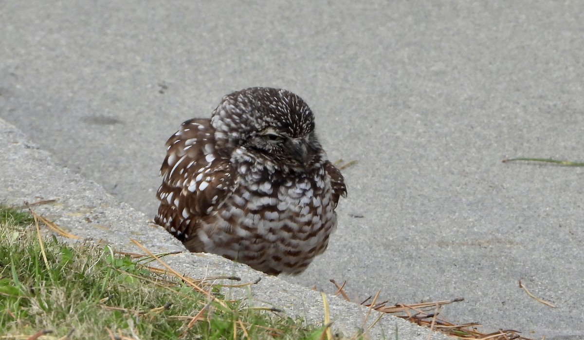 Burrowing Owl - ML646698192