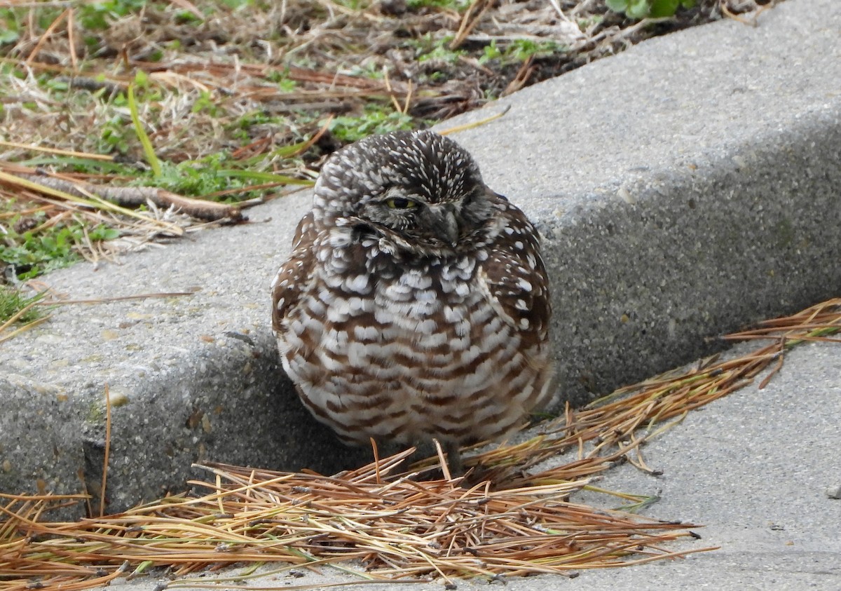 Burrowing Owl - ML646698194