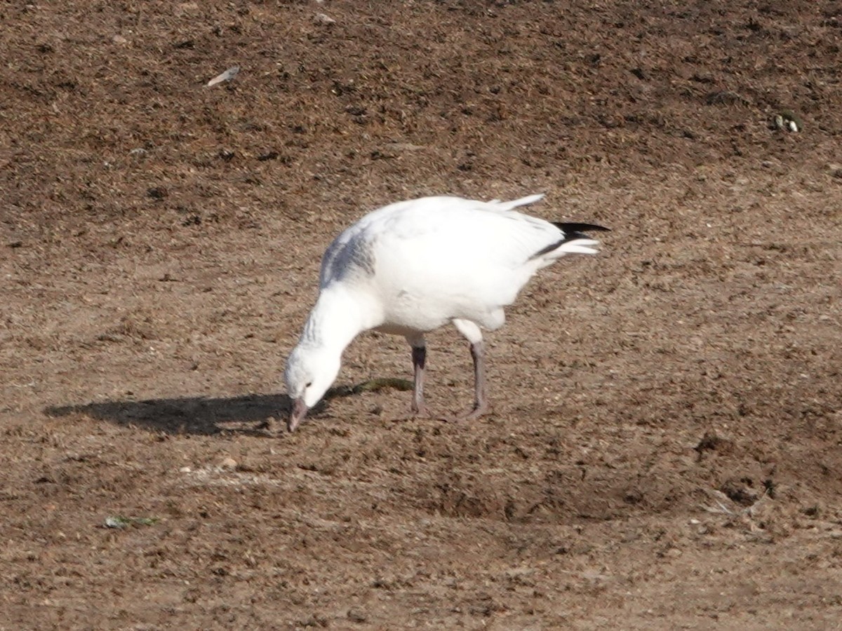 Oie de Ross - ML646698195