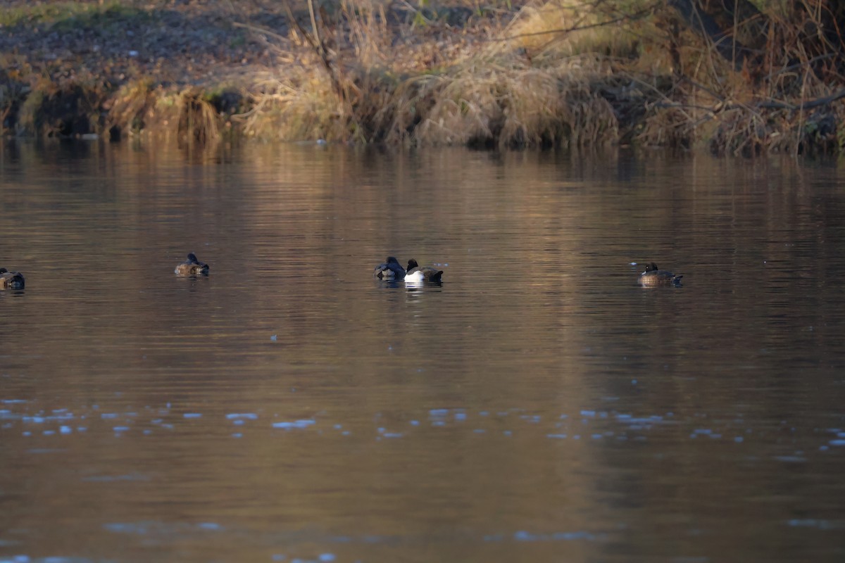 Tufted Duck - ML646698196