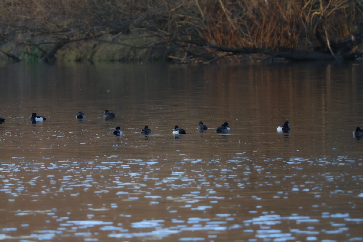 Tufted Duck - ML646698197