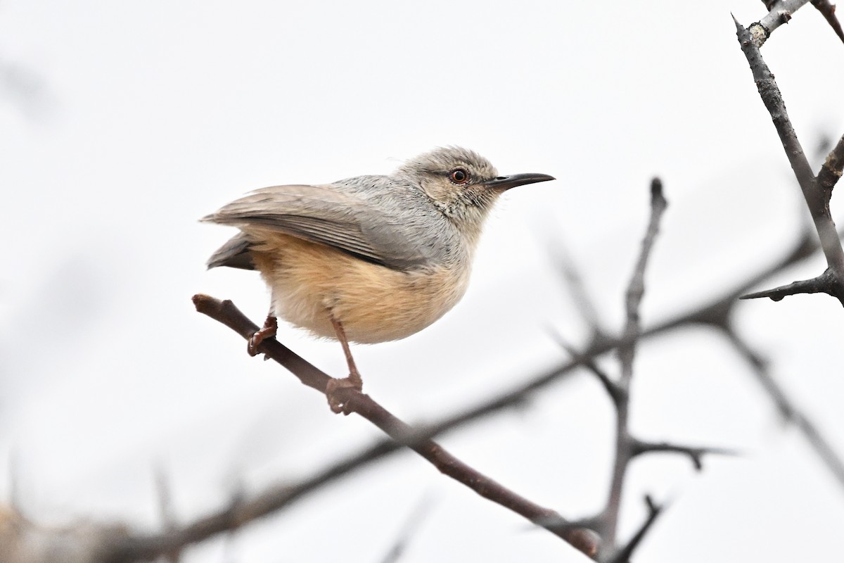 Somali Crombec - ML646698198