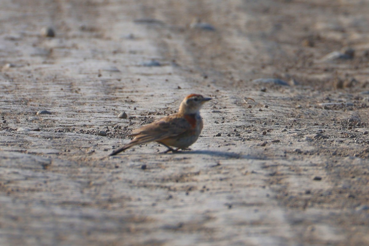 Red-capped Lark - ML646698200