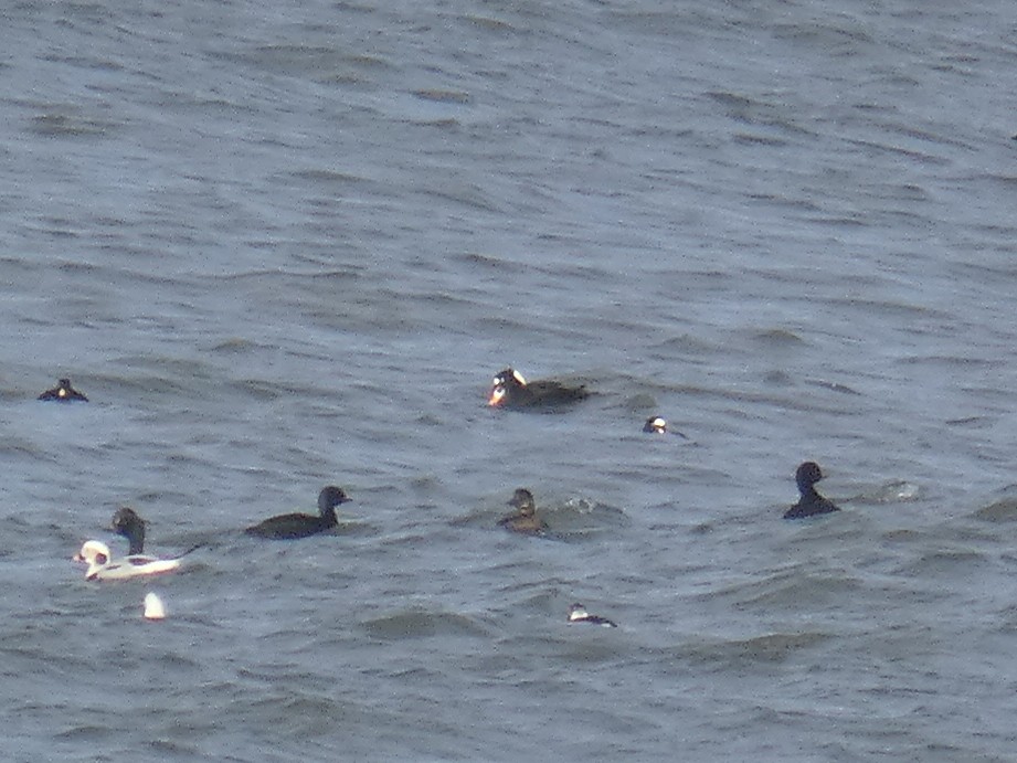 Surf Scoter - ML646698202