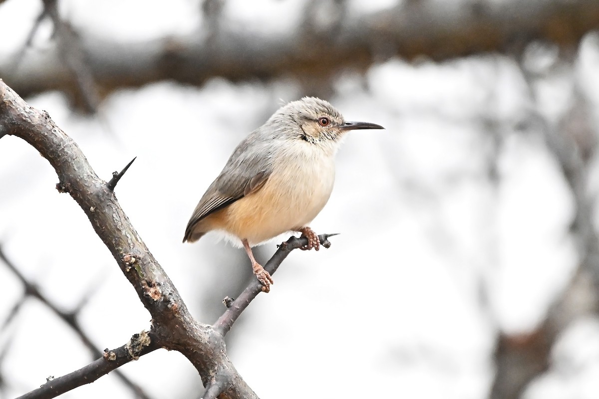 Somali Crombec - ML646698203