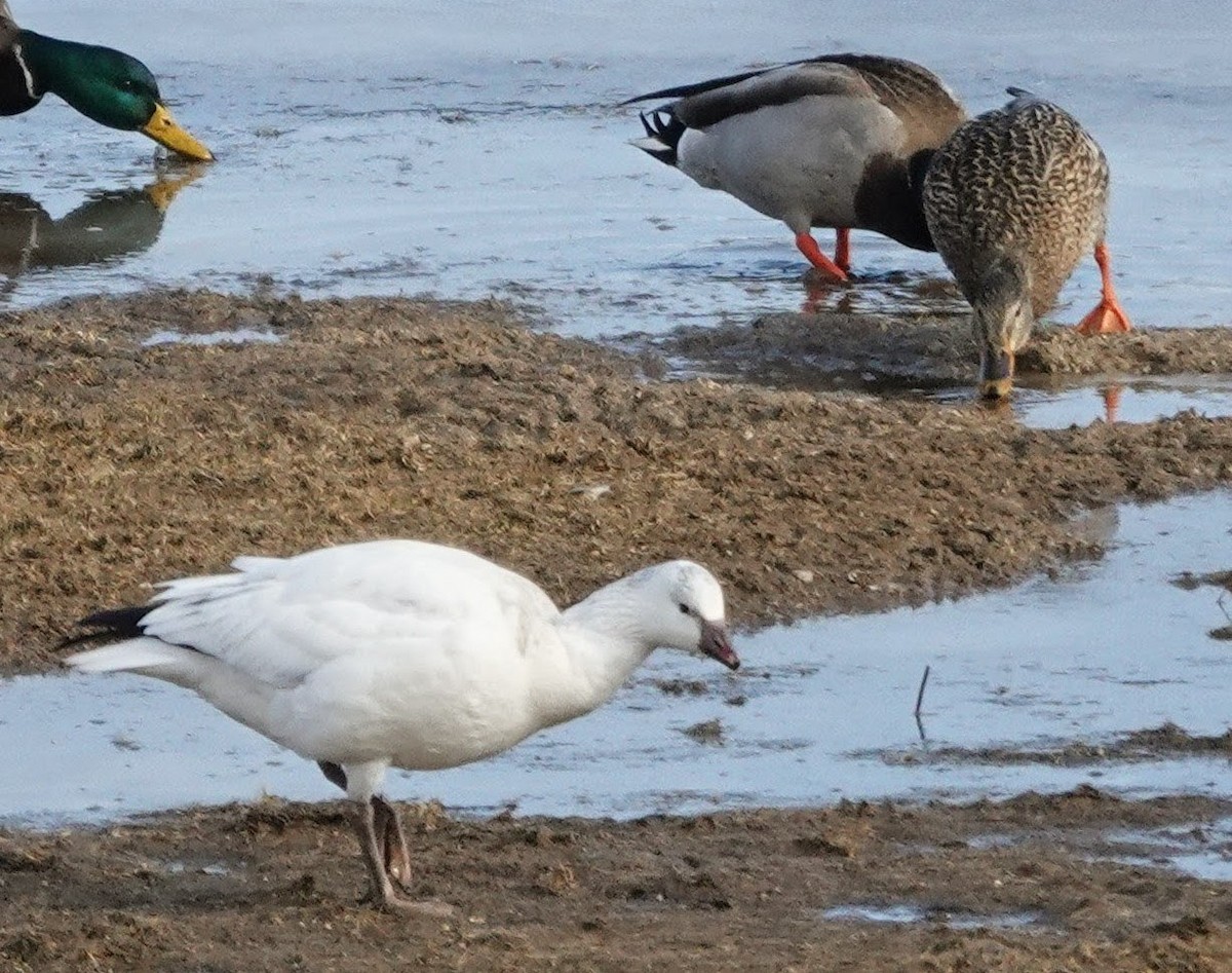 Oie de Ross - ML646698204