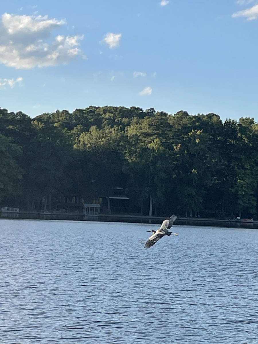 Great Blue Heron - ML646698205