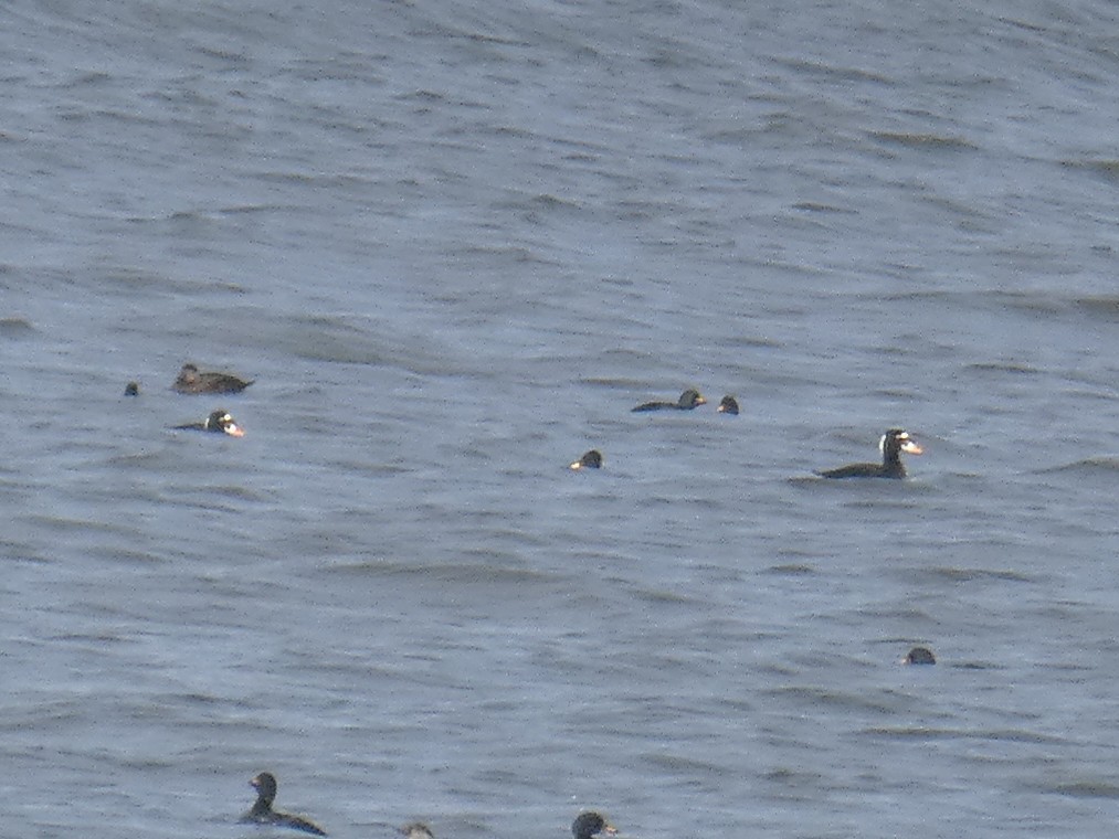 Surf Scoter - ML646698206