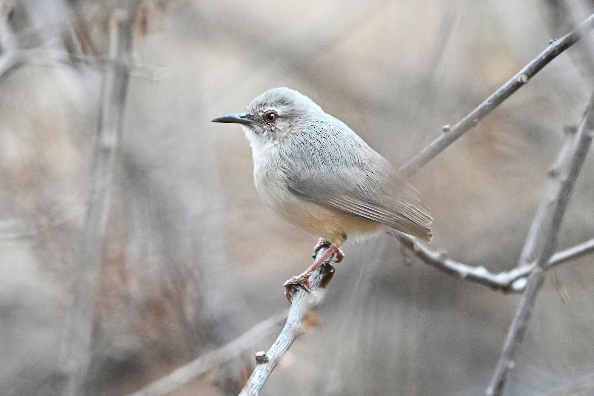 Somali Crombec - ML646698207