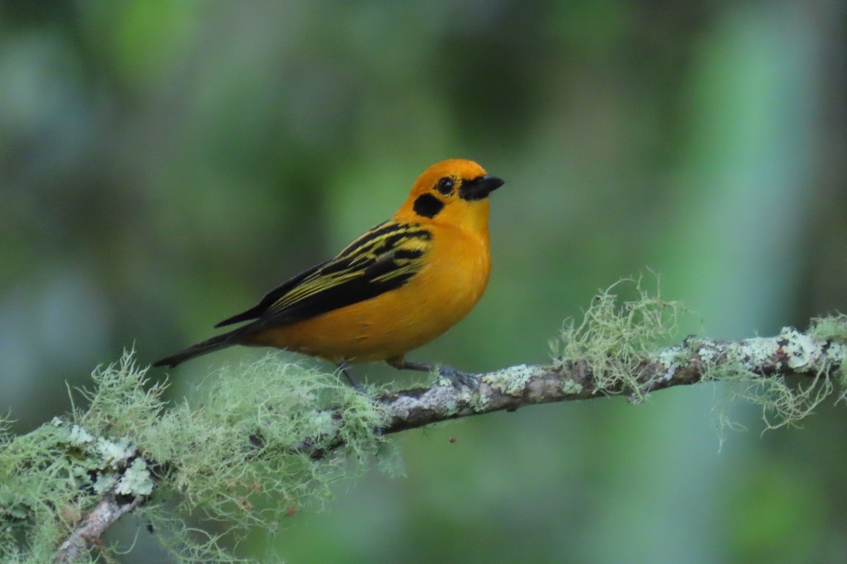 Golden Tanager - ML646698208