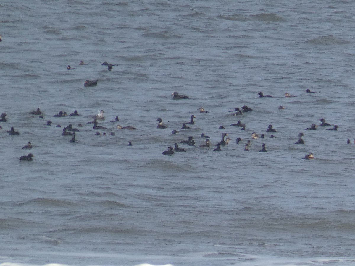 Common Scoter - ML646698209