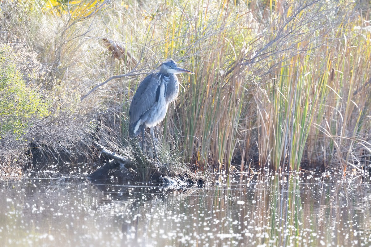 Great Blue Heron - ML646698211