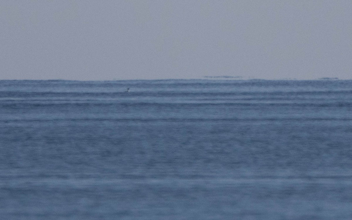 Common Loon - ML646698212