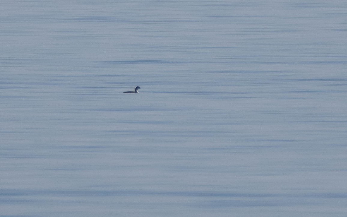 Common Loon - ML646698213