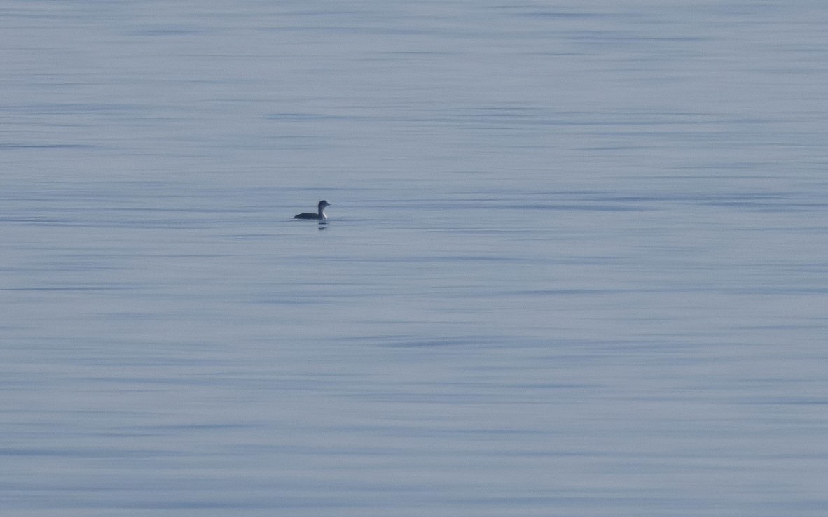 Common Loon - ML646698214