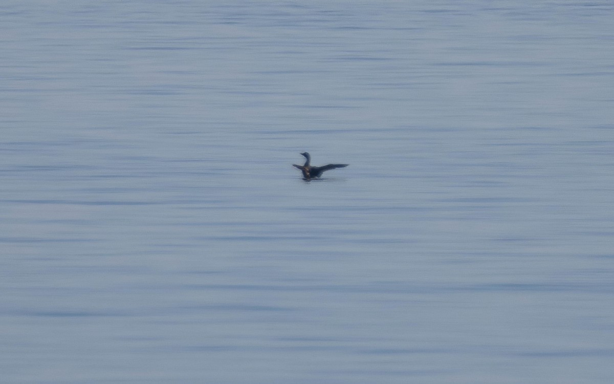 Common Loon - ML646698215