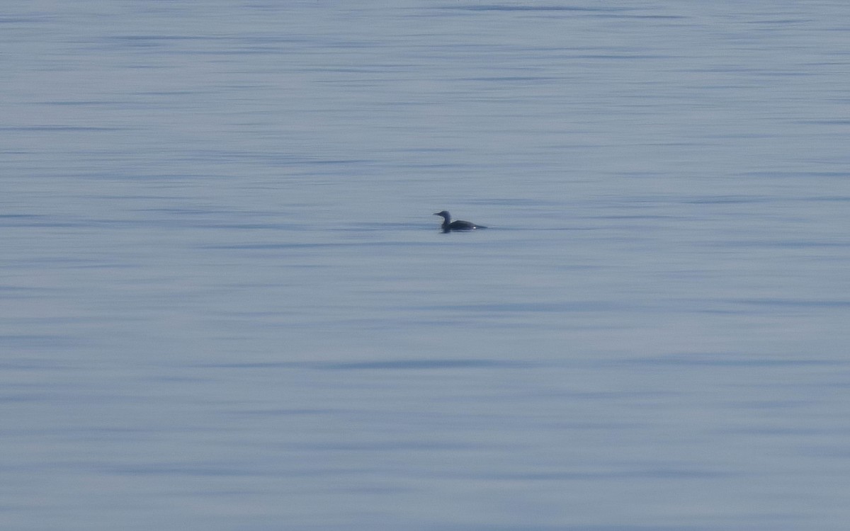 Common Loon - ML646698216