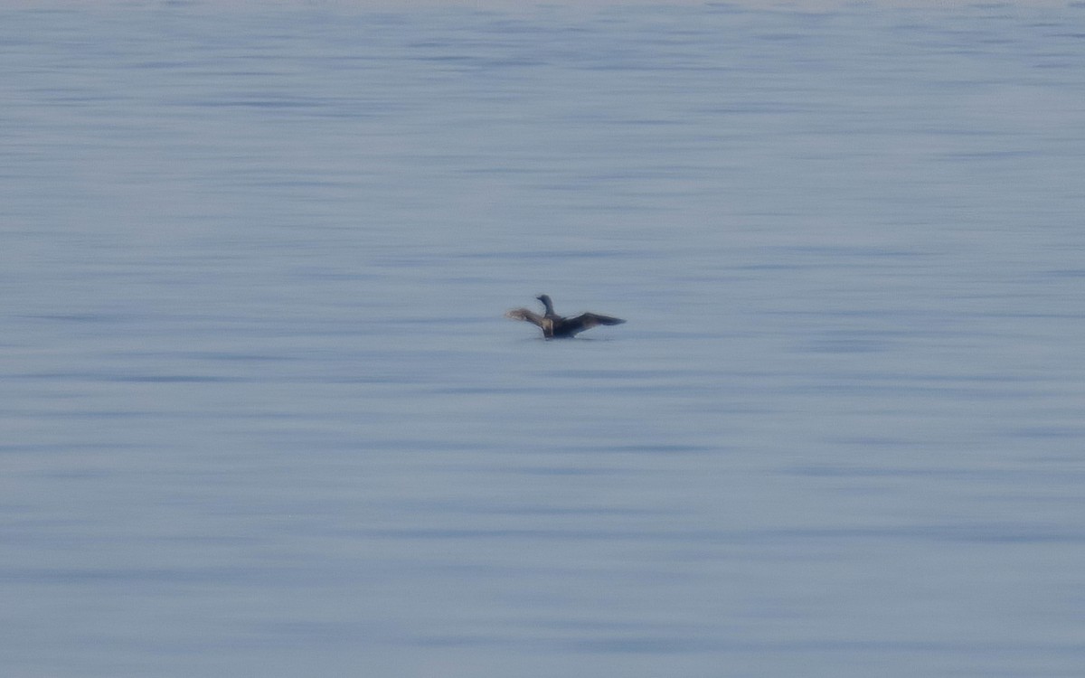 Common Loon - ML646698217