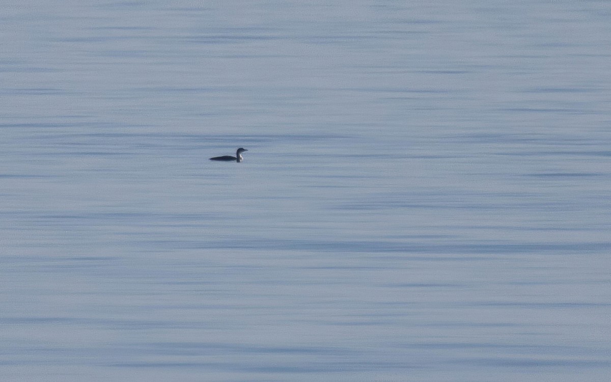 Common Loon - ML646698218