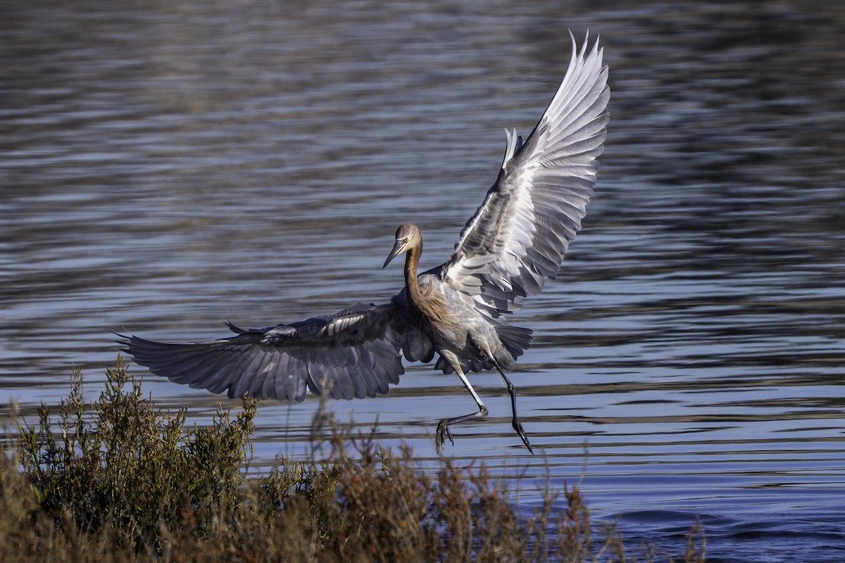 Reddish Egret - ML646698219
