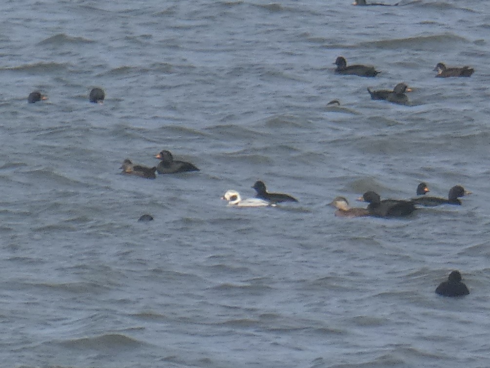 Long-tailed Duck - ML646698220