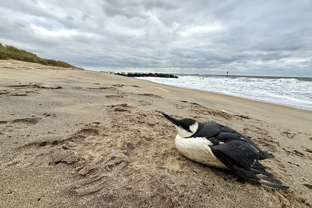 Common Murre - ML646698221