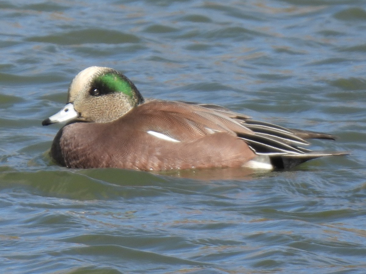 American Wigeon - ML646698225