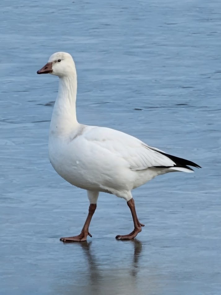 Oie de Ross - ML646698226