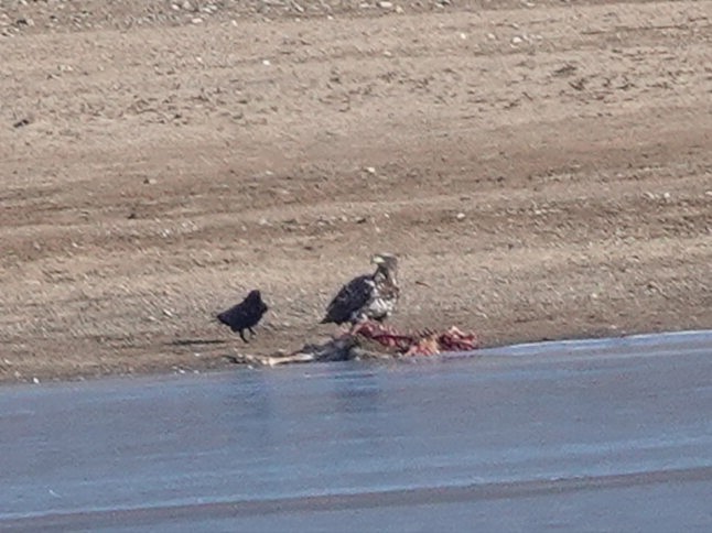 Pygargue à tête blanche - ML646698229