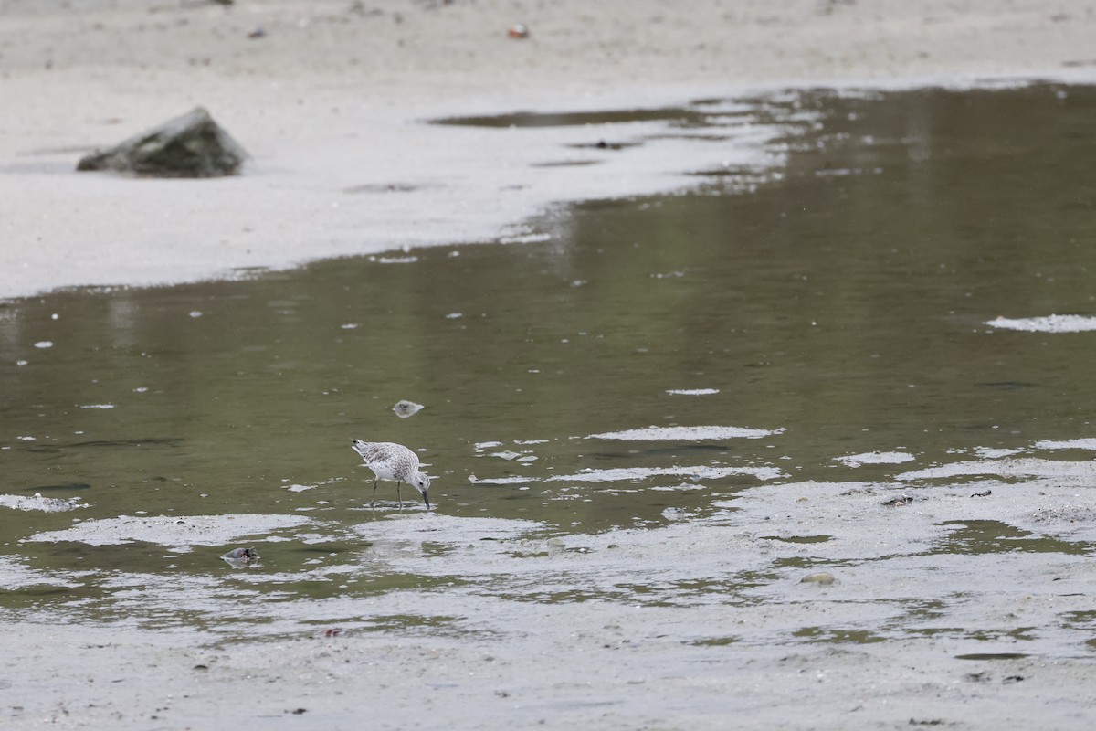 Txirri handia - ML646698230