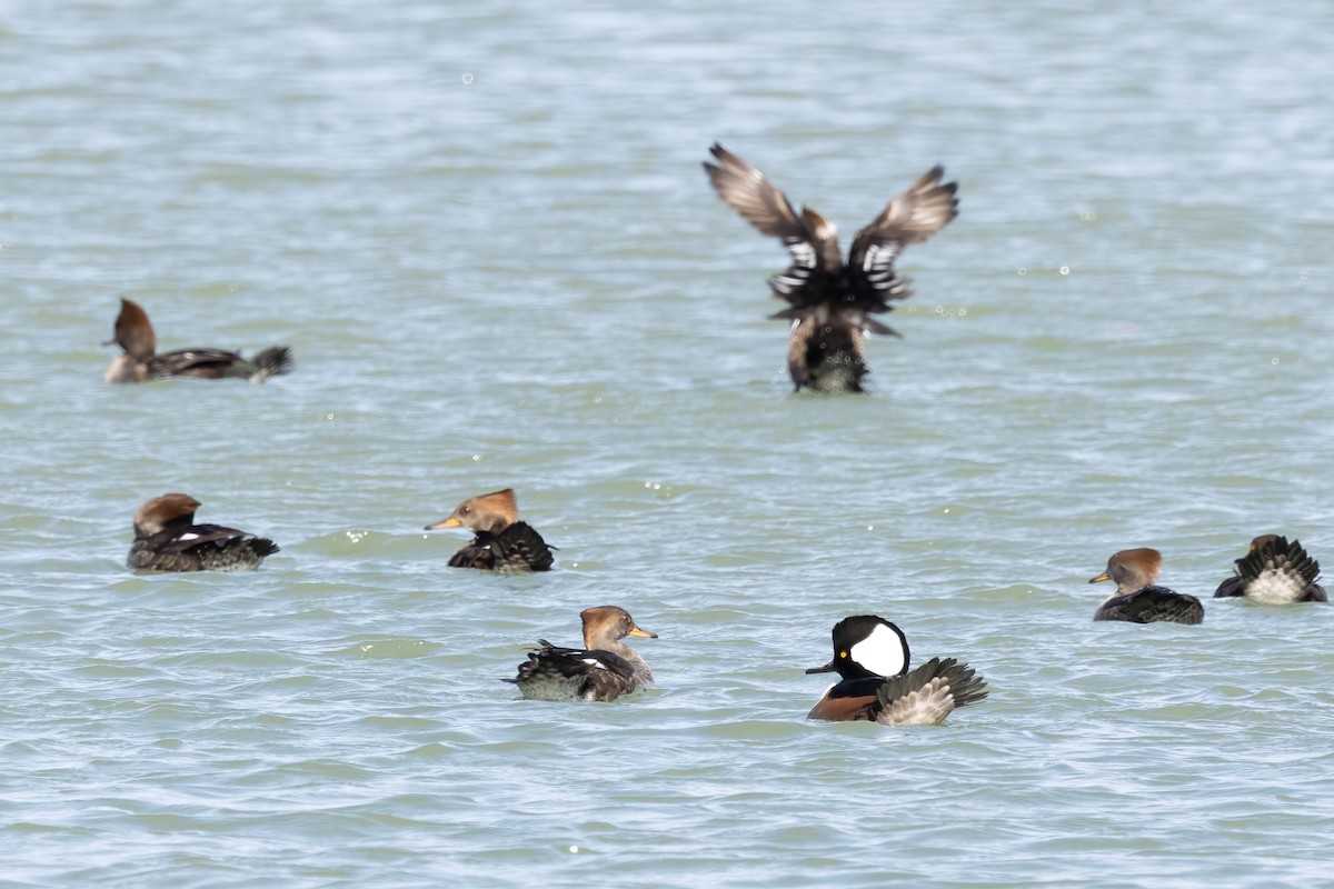 Hooded Merganser - ML646698232