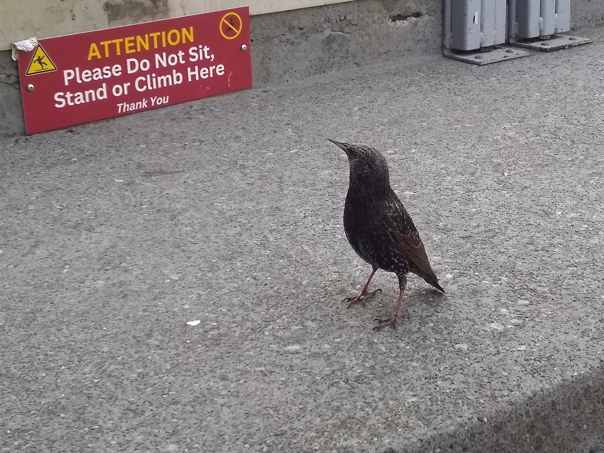 European Starling - ML646698234