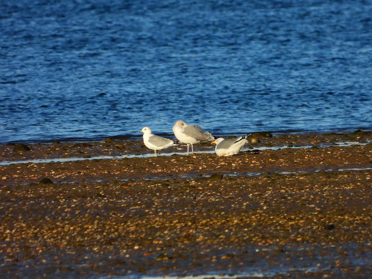 Common Gull - ML646698235