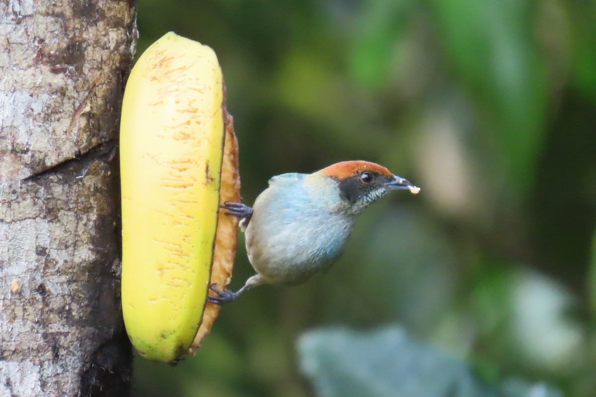 Scrub Tanager - ML646698240