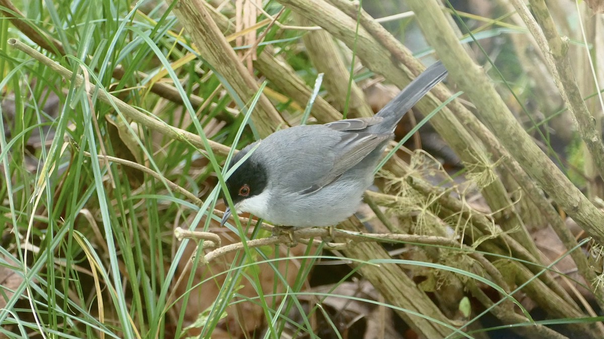 Sardinian Warbler - ML646698242