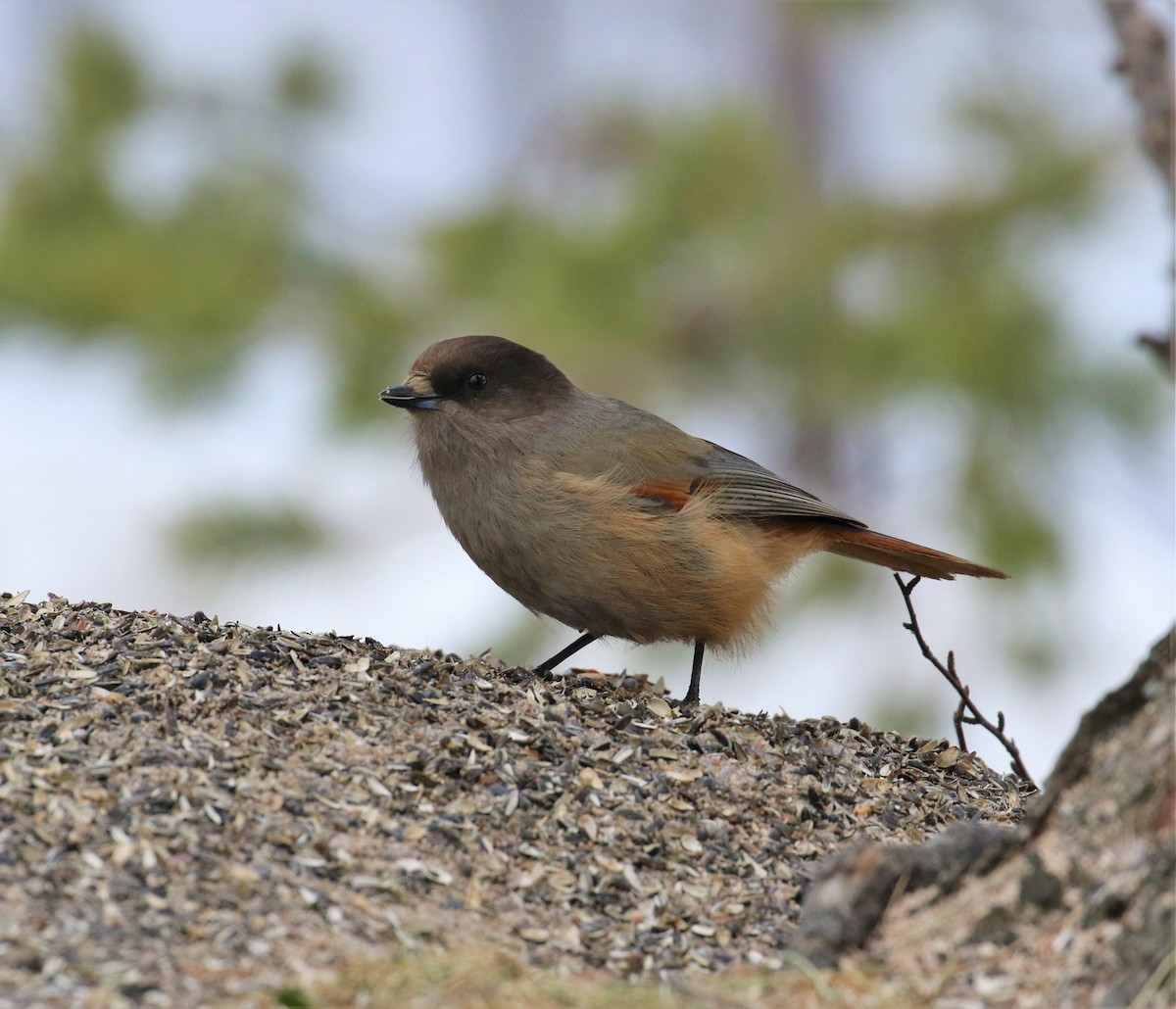 Siberian Jay - ML646698245