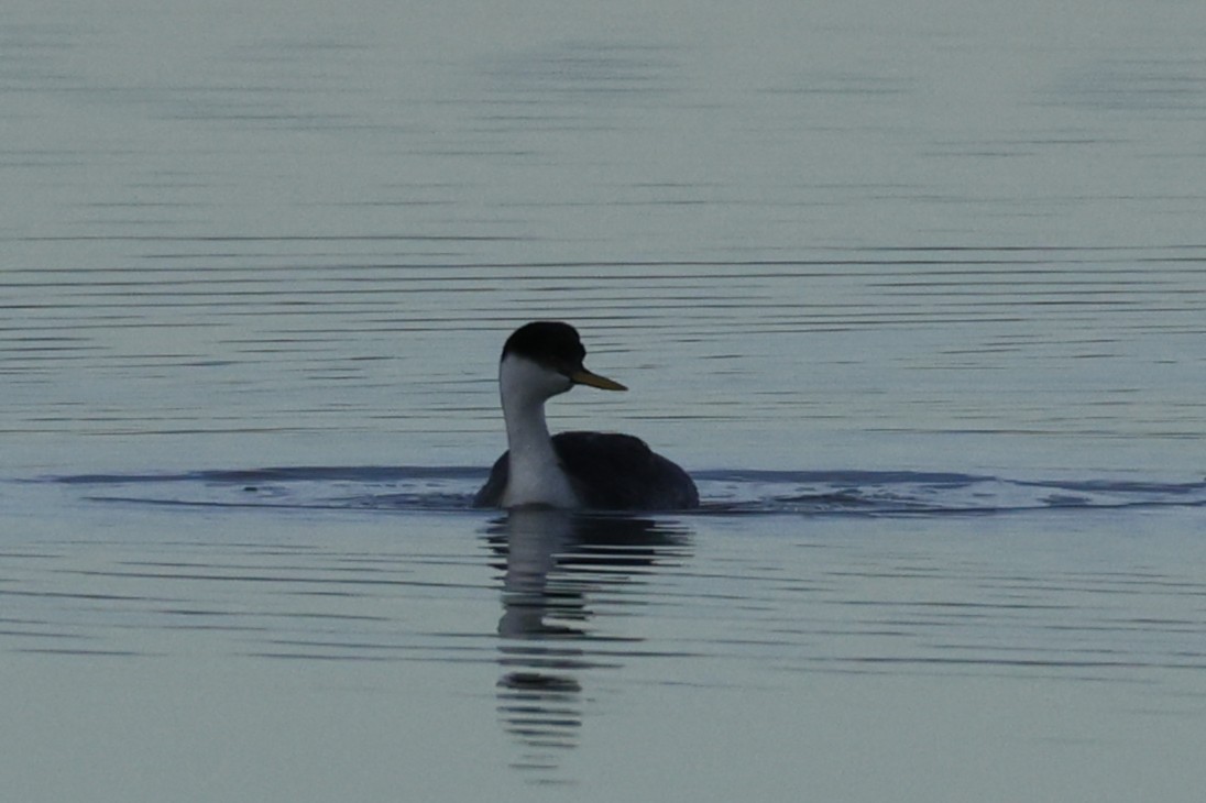 Western Grebe - ML646698246