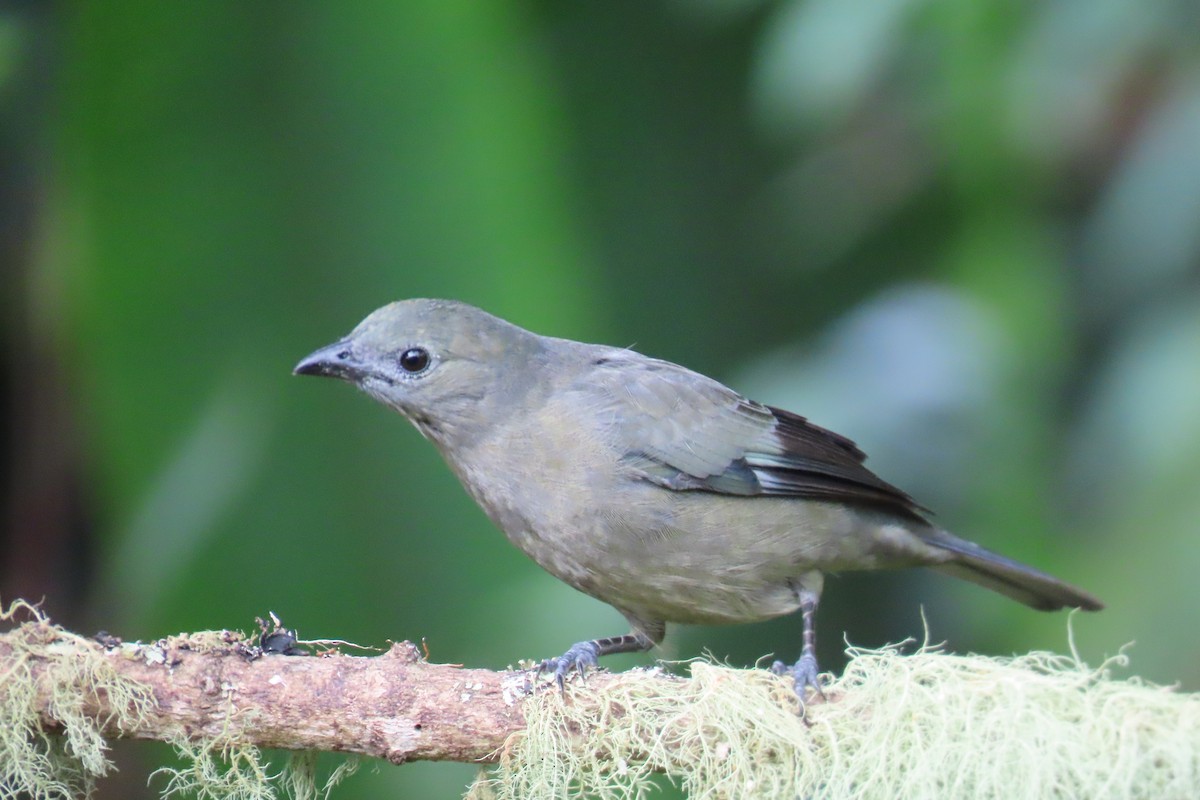 palmetanagar - ML646698248